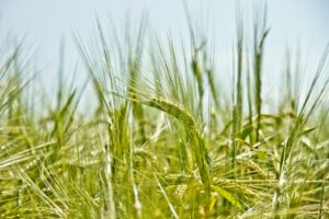 CREDENCIAMENTO DE NOTA FISCAL ELETRÔNICA PARA PRODUTOR RURAL (NFP-e)